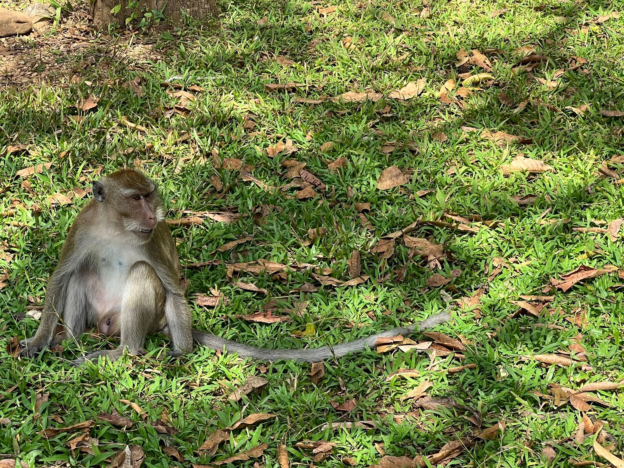Affen-in-Plastiknetzen-Mutma-liche-Schmuggler-gestoppt
