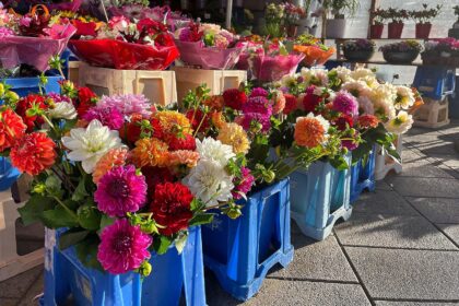 Veilchen, Primeln, Geranien: Blumenproduktion in Deutschland rückläufig