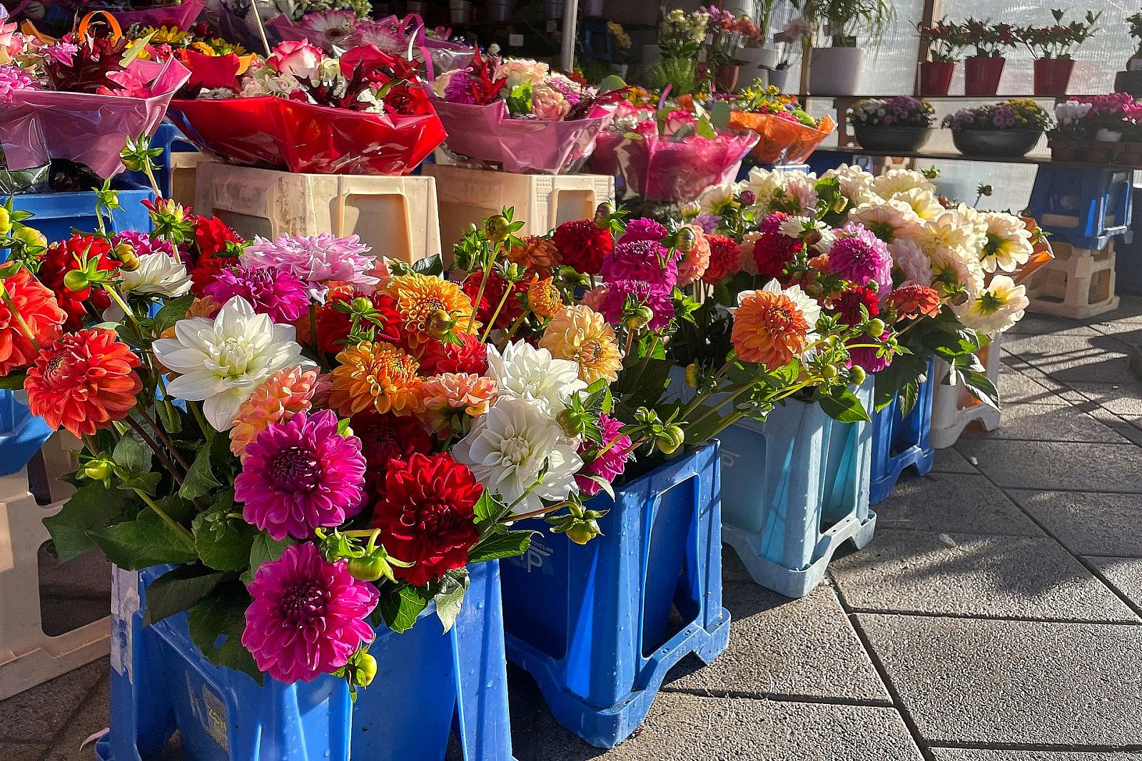 Veilchen-Primeln-Geranien-Blumenproduktion-in-Deutschland-r-ckl-ufig