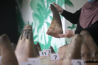 Singapur stoppt bisher größten Schmuggel mit Nashorn-Horn