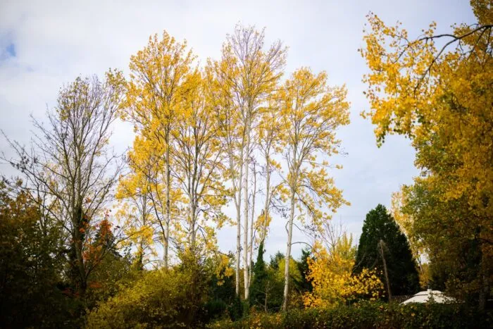 Zitterpappeln stehen an einem Parkplatz. Die Zitterpappel ist Baum des Jahres 2026.