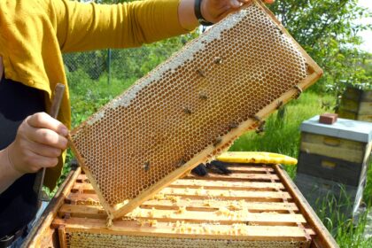 Beste Honigernte seit 2011: Mehr Nektar, mehr Honig