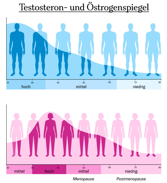 Junge Männer weisen lange Zeit hohe Testosteronspiegel auf. Sinkt der Spiegel in der zweiten Lebenshälfte, spricht man von der sogenannten Andropause.