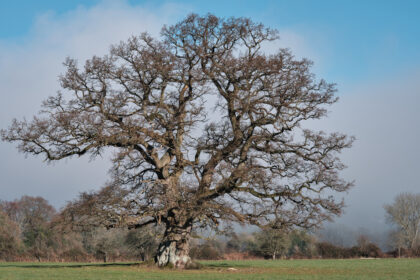 The oak (Die Eiche) – von Alfred Lord Tennyson