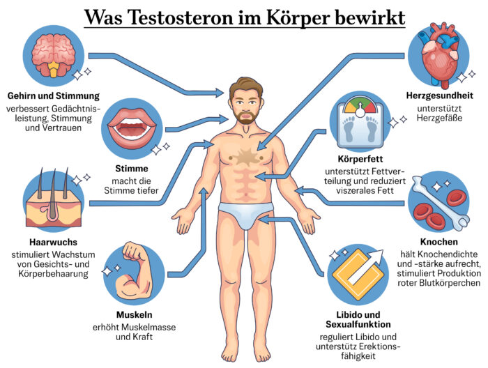 Testosteron wird hauptsächlich in den Hoden produziert, wirkt jedoch im und am ganzen Körper.