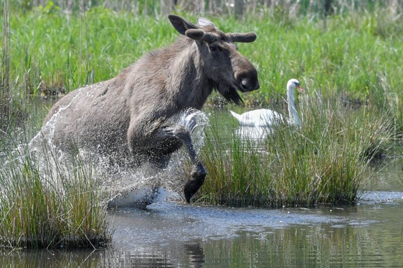Experten glauben, dass sich die Tiere künftig wieder dauerhaft in Deutschland ansiedeln könnten. (Symbolbild)