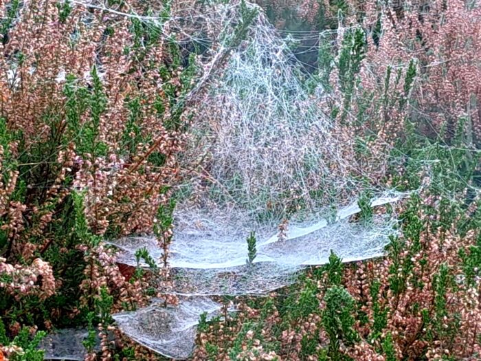 Spinnennetze sind nicht immer rund.