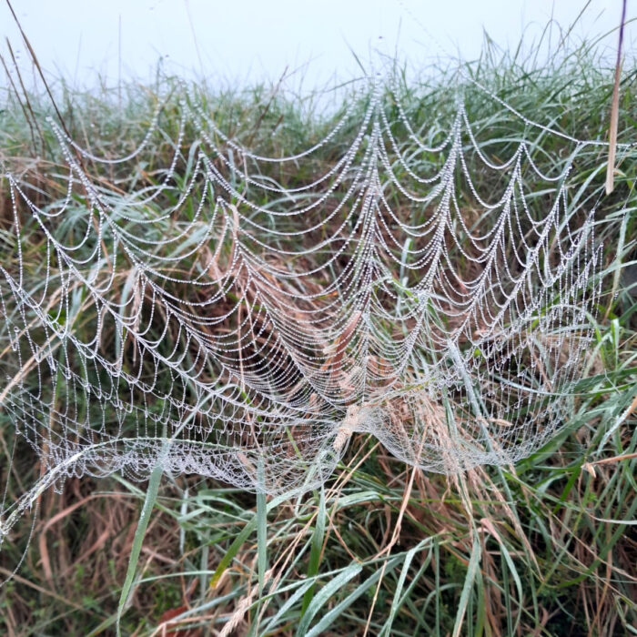 Neben Gerüst- und Klebefäden für den Netzbau nutzen Spinnen Spezialfäden unter anderem zum Abseilen, für Fortpflanzung und Brut sowie zum Fliegen und zur Kommunikation.