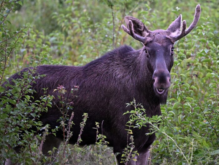 Elch Emil war im Sommer auf Wanderschaft durch Österreich. Auch im Osten Deutschlands werden immer wieder Elche gesichtet. (Archivbild)