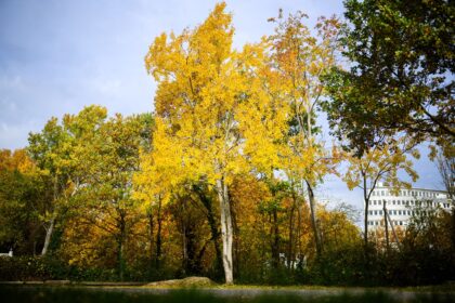 Zitterpappel ist Baum des Jahres 2026