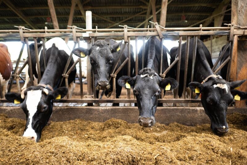 Schon im vergangenen Jahr waren nach Bauernprotesten in der EU Erleichterungen für Landwirte beschlossen worden. (Archivfoto)