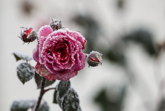 Raureif-Zauber: Rosen leuchten im kalten Morgen