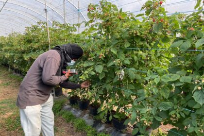 Portugal: Elf Polizisten wegen Menschenhandel festgenommen