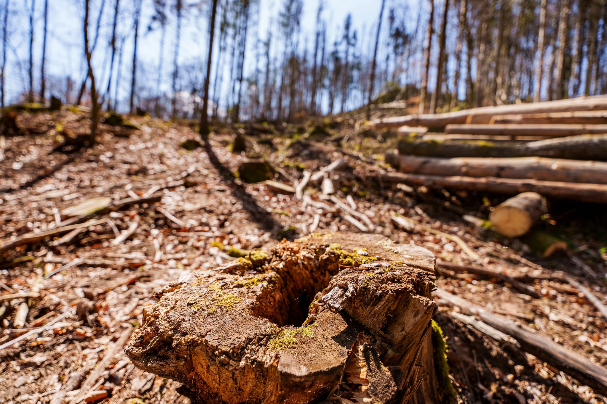EU-Einigung-auf-schw-cheres-Waldschutzgesetz