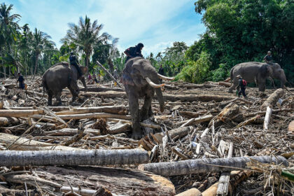 Elefanten helfen beim Aufräumen – große Not in Hochwassergebieten in Indonesien