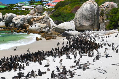 Das Sterben der Brillenpinguine: Eine mögliche Ursache ermittelt