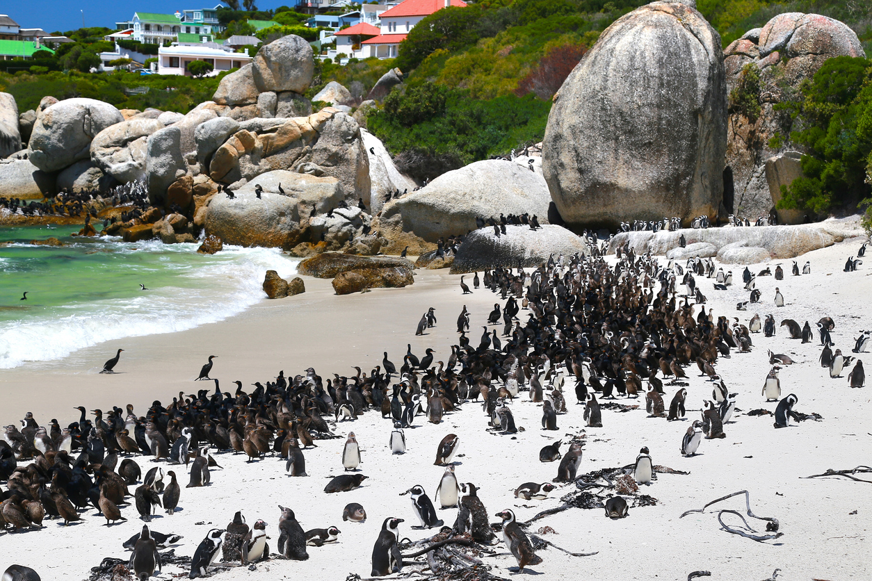 Das-Sterben-der-Brillenpinguine-Eine-m-gliche-Ursache-ermittelt